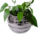 Vaso, cachepot, portavaso